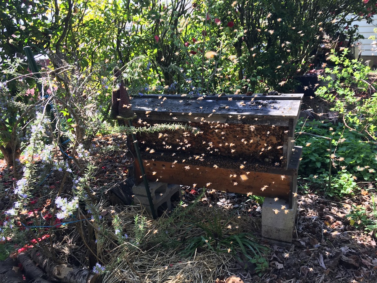 Wild Swarm